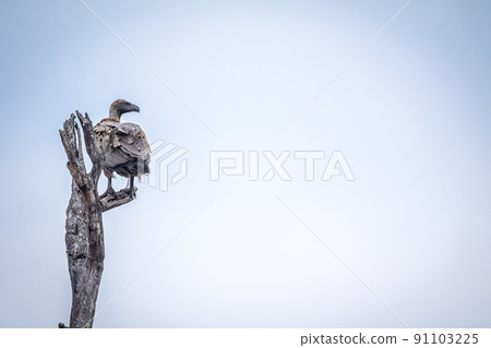 White-backed vulture sitting in a dead tree. White-backed vulture sitting in a dead tree. 91103225