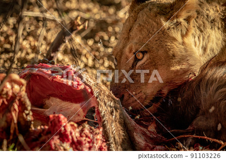Close up of Lions feeding on a carcass. Close up of Lions feeding on a carcass. 91103226