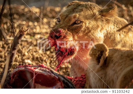 Close up of Lions feeding on a carcass. 91103242