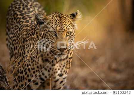 Close up of a Leopard's head in Kruger. 91103243