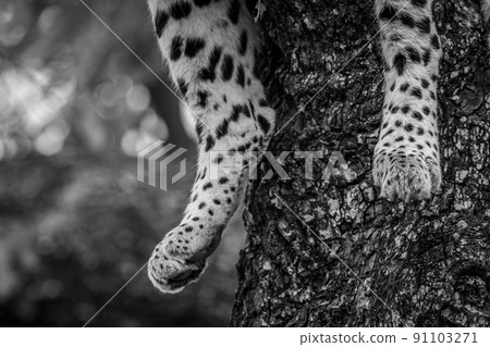 Close up of a Leopard's feet in black and white. Close up of a Leopard's feet in black and white. 91103271