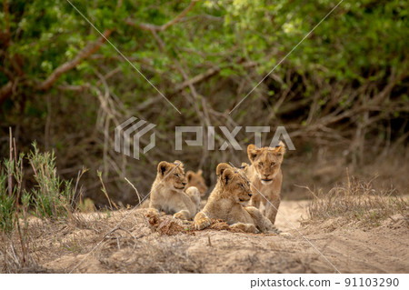 Lion cubs in the sand of a dry riverbed in the Kruger National Park, South Africa. Lion cubs in the sand of a dry riverbed in the Kruger National Park, South Africa. 91103290