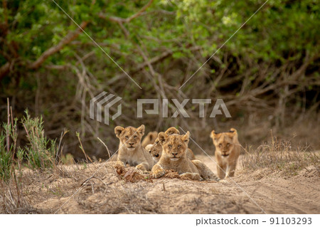 Lion cubs in the sand of a dry riverbed in the Kruger National Park, South Africa. Lion cubs in the sand of a dry riverbed in the Kruger National Park, South Africa. 91103293