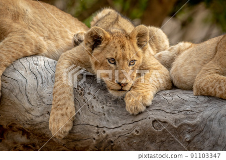Lion cubs sitting on a fallen tree. Lion cubs sitting on a fallen tree. 91103347