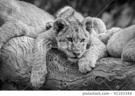 Lion cubs sitting on a fallen tree. Lion cubs sitting on a fallen tree. 91103348