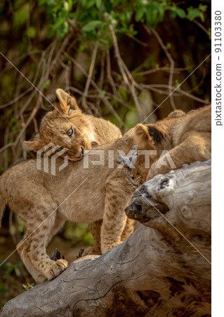 Lion cubs sitting on a fallen tree. 91103380