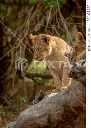 Lion cubs sitting on a fallen tree. 91103381