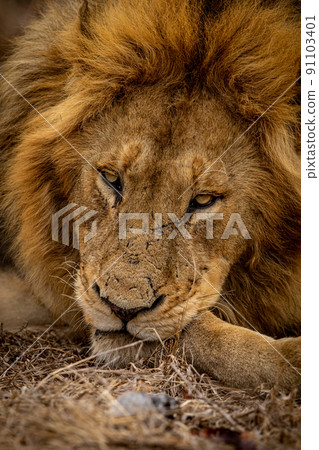 Close up of a beautiful male Lion's face. 91103401