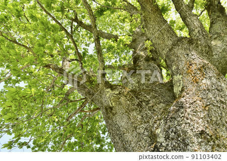 Fresh green Quercus crispula giant tree 91103402
