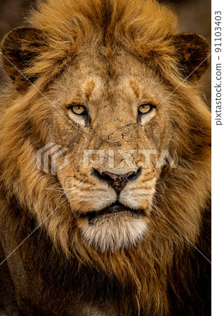 Close up of a beautiful male Lion's face. Close up of a beautiful male Lion's face. 91103403