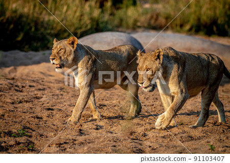 Two Lionesses walking in the sand. Two Lionesses walking in the sand. 91103407