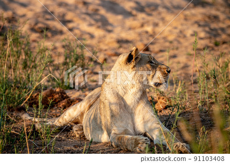 Lioness laying in the sand in the Kruger. 91103408
