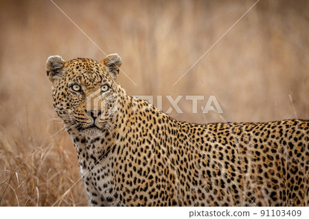 Close up of a starring Leopard. 91103409