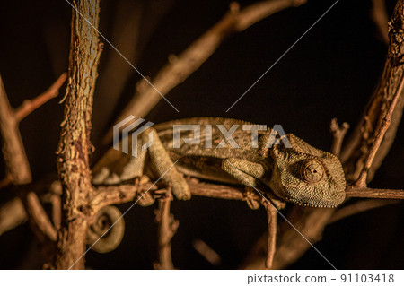 Flap-necked chameleon sitting on a branch. Flap-necked chameleon sitting on a branch. 91103418