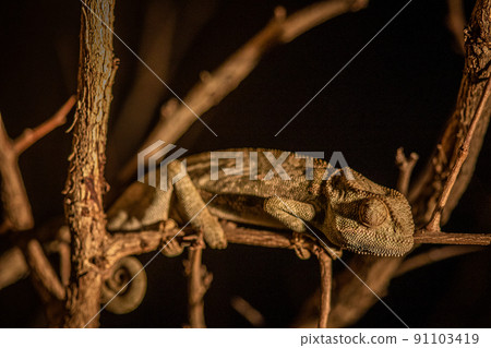 Flap-necked chameleon sitting on a branch. Flap-necked chameleon sitting on a branch. 91103419