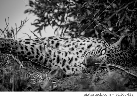Close up of a Female Leopard sleeping. 91103432