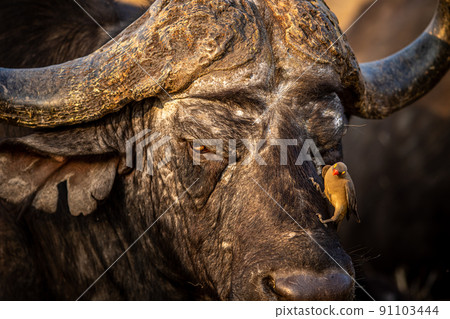 Close up of an old African buffalo with an Oxpecker. 91103444