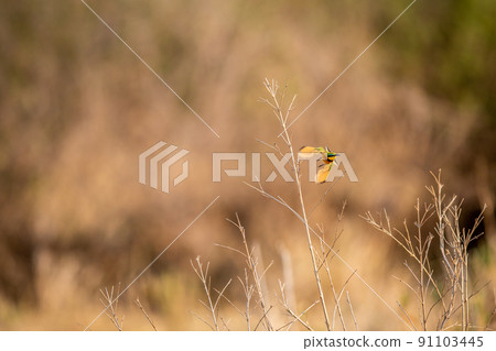 Little bee-eater flying away from his branch. 91103445