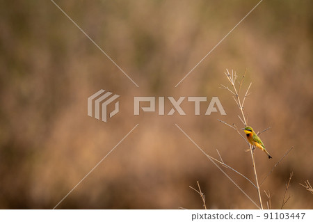 Little bee-eater sitting on a branch. 91103447