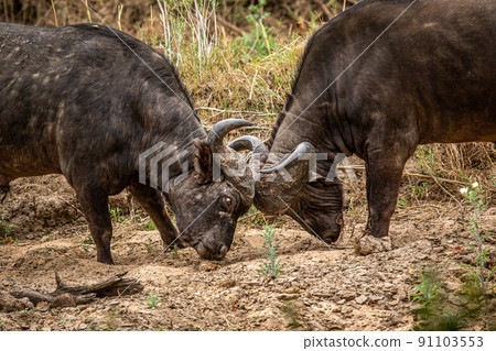 Two African buffalo bulls fighting. Two African buffalo bulls fighting. 91103553