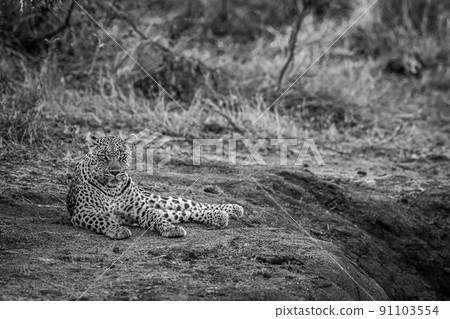 Leopard laying in the sand and relaxing. Leopard laying in the sand and relaxing. 91103554
