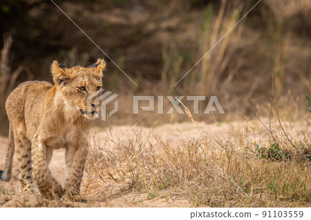 Young Lion cub walking towards the camera. 91103559