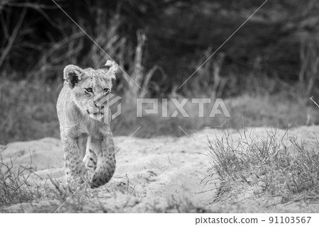 Young Lion cub walking towards the camera. Young Lion cub walking towards the camera. 91103567