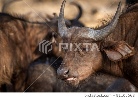 Side profile of an African Buffalo. 91103568