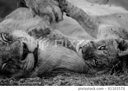 Close up of a Lion cub's face cuddling. Close up of a Lion cub's face cuddling. 91103578