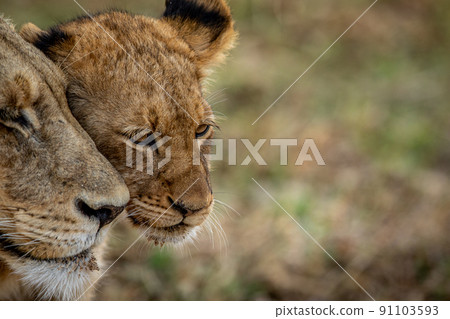 Close up of a Lion cub's face cuddling. 91103593