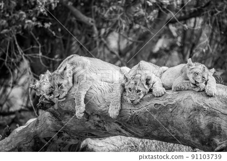 Lion cubs laying on a fallen tree. 91103739