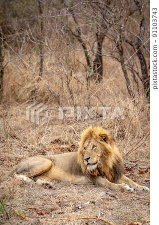 Big male Lion laying in the grass. 91103743