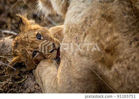 Lion cub cuddling with his mother. Lion cub cuddling with his mother. 91103751