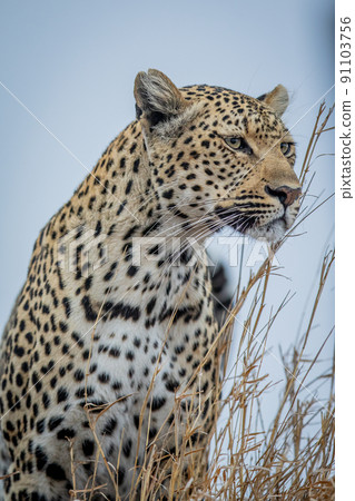 Close up of a female Leopard's head. 91103756