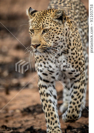 Close up of a female Leopard's head. 91103758