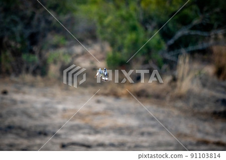 Pied kingfisher hovering over the water fishing. 91103814