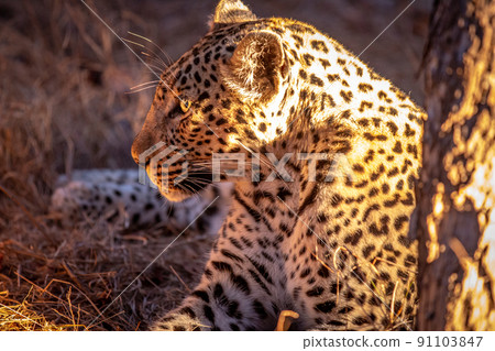 Close up of Leopard laying in the grass. 91103847