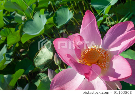 Lotus flower with pink petal close up 91103868