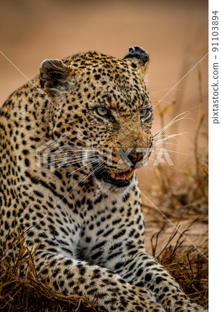 Close up of a big male Leopard. 91103894