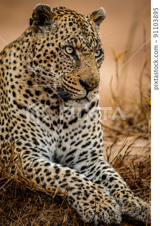 Close up of a big male Leopard. Close up of a big male Leopard. 91103895