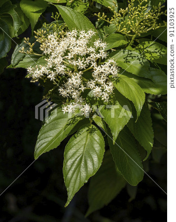 White flowers of cornus macrophylla White flowers of cornus macrophylla 91103925