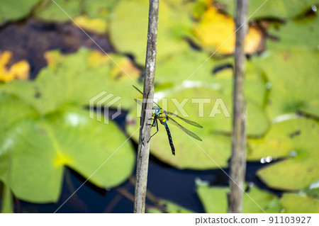 Male Anax nigrofascia perched on dead grass in a pond Male Anax nigrofascia perched on dead grass in a pond 91103927