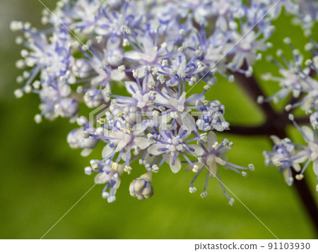 Hydrangea flower Hydrangea flower 91103930