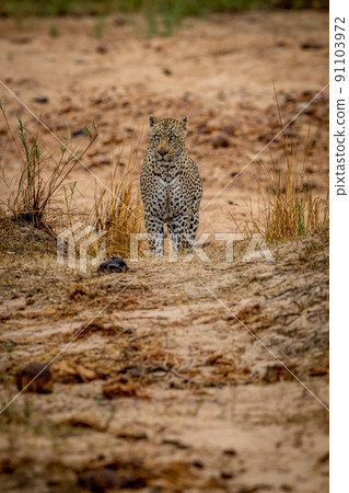 Big male Leopard walking towards the camera. Big male Leopard walking towards the camera. 91103972