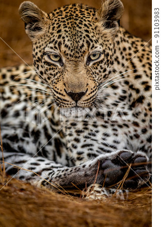 Close up of a female Leopard in the Kruger. Close up of a female Leopard in the Kruger. 91103983