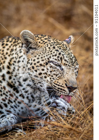 Close up of a female Leopard in the Kruger. Close up of a female Leopard in the Kruger. 91104011