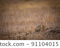 African wild cat laying down in the grass. 91104015