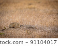 African wild cat laying down in the grass. 91104017