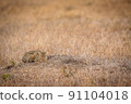 African wild cat laying down in the grass. 91104018