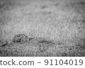 African wild cat laying down in the grass. 91104019